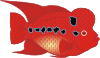 free vector Flower Horn Fish clip art