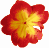 free vector Flower Pedals clip art