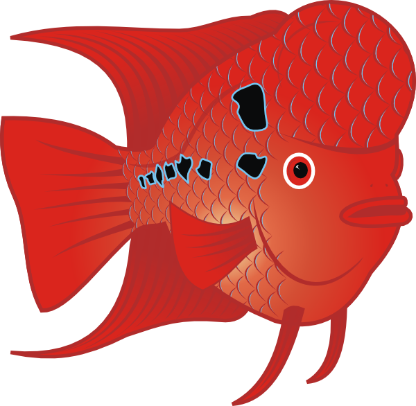 free vector Flowerhorn Fish clip art