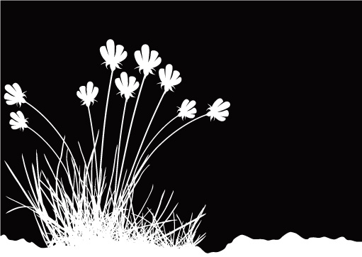 free vector Flowers and black-and-white vector