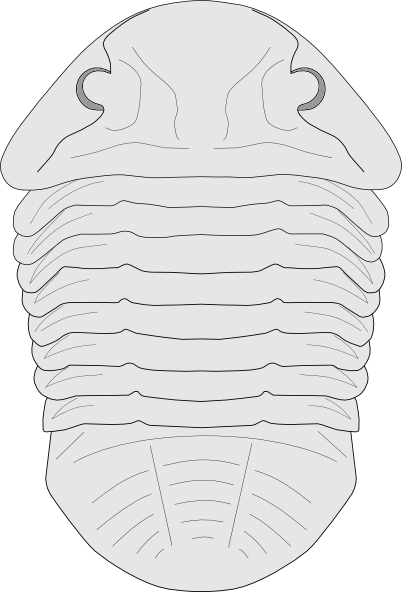 free vector Fossil Of The Asaphus Species clip art