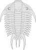 free vector Fossil Of The Asaphus Species clip art