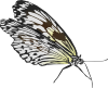 free vector Glombool Butterfly clip art