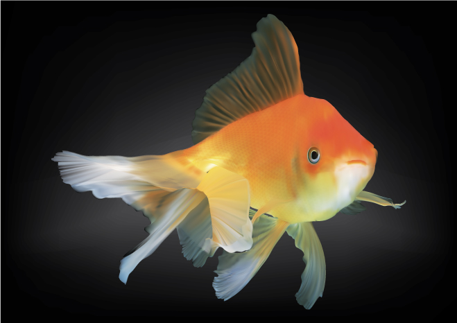 free vector Goldfish vector