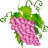 free vector Grapes clip art