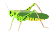 free vector Grasshopper Locust clip art
