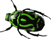 free vector Green Beetle 	 clip art