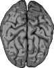 free vector Grey Brain clip art