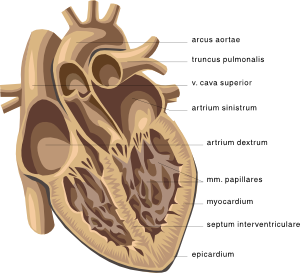 free vector Heart Medical Diagram clip art