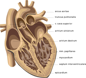 clipart heart medical diagram human