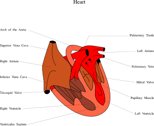 free vector Heart Medical Diagram clip art