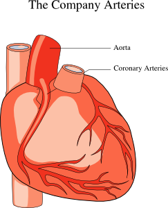 free vector Heart Medical Diagram clip art