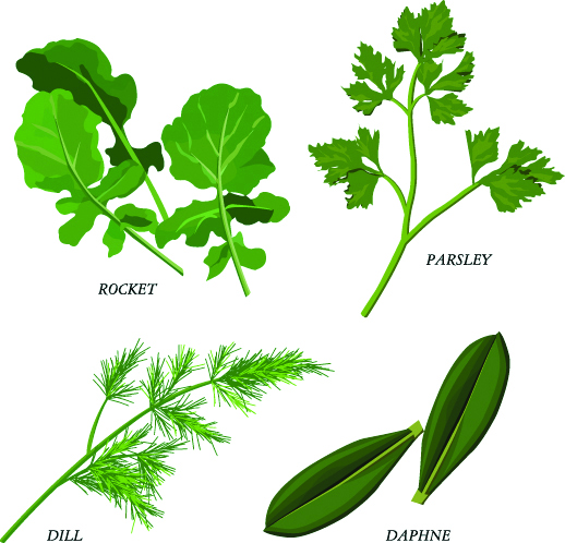 free vector Herbal leaves 02 vector