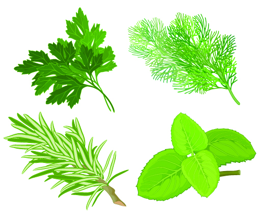 free vector Herbal leaves 04 vector