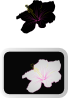 free vector Hibiscus  clip art