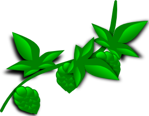 free vector Hops Plant clip art