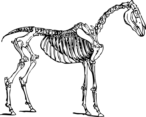 free vector Horse Skeleton clip art