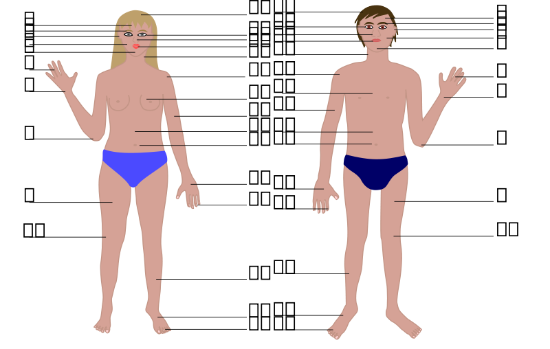 free vector Human body, man and woman, with numbers