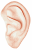 free vector Human Ear clip art