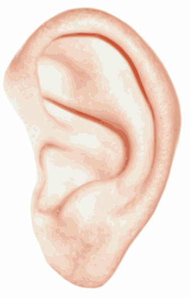Human Ear clip art (125867) Free SVG Download / 4 Vector