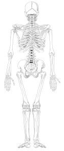 free vector Human Skeleton Back No Text No Color clip art