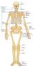 free vector Human Skeleton Front En clip art