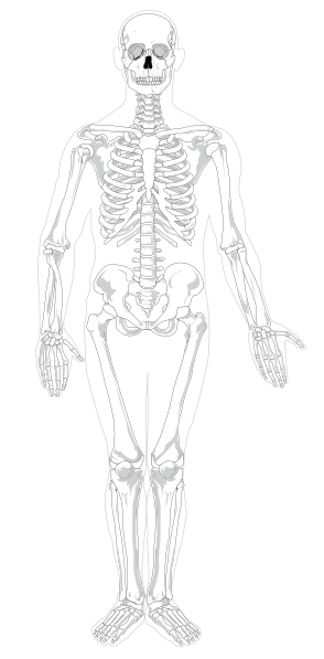 free vector Human Skeleton Front No Text No Color clip art