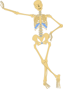 free vector Human Skeleton Outline clip art