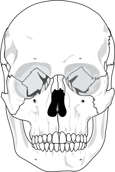 free vector Human Skull clip art
