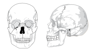 free vector Human Skull No Text No Color clip art