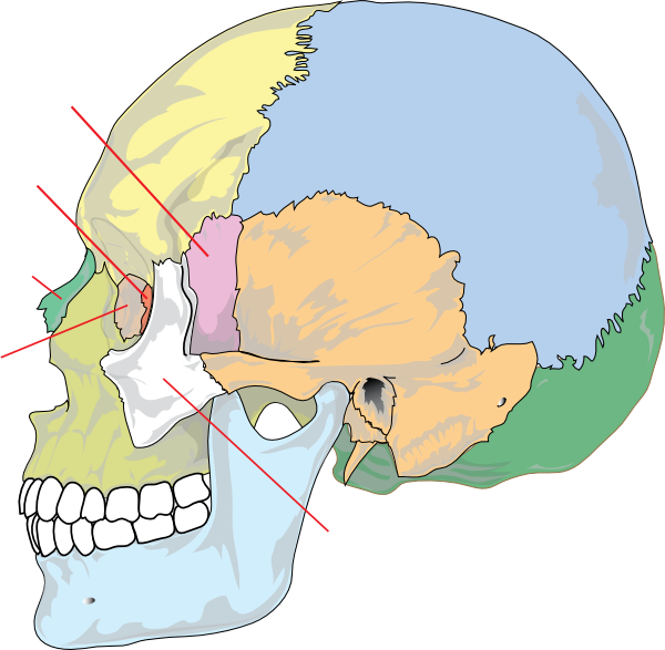 free vector Human Skull Nolables clip art