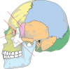 free vector Human Skull Nolables clip art