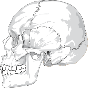 free vector Human Skull Side View clip art