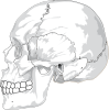 free vector Human Skull Side View clip art
