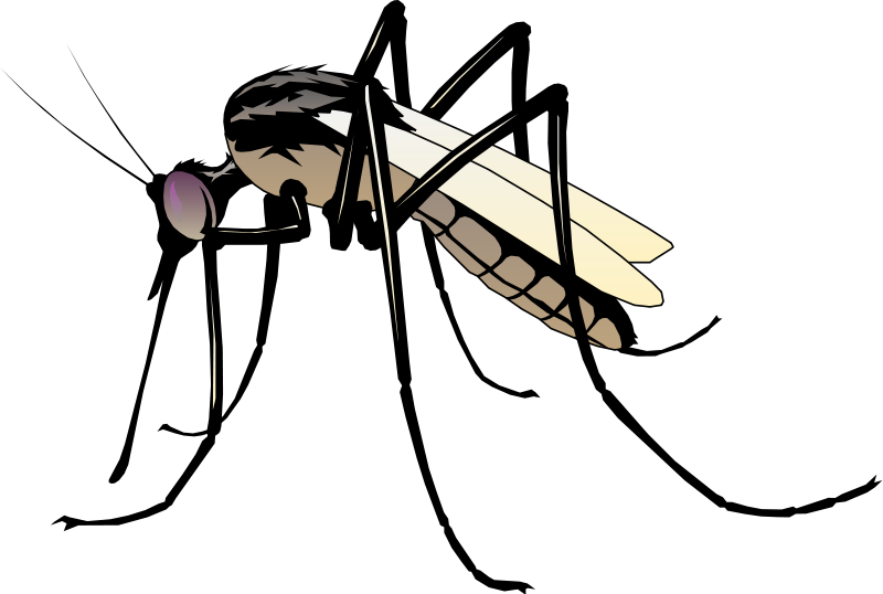 free vector Insect 06