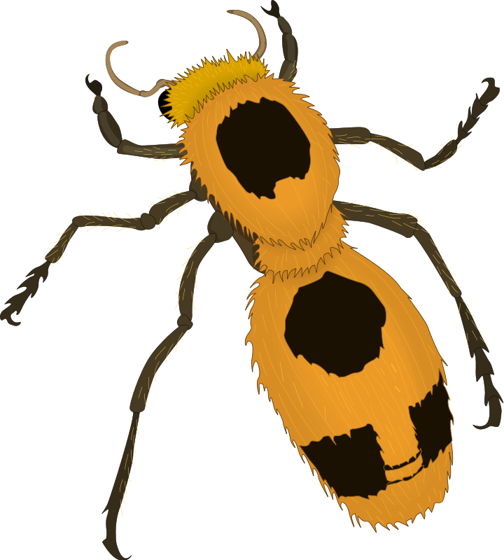 free vector Insect 23