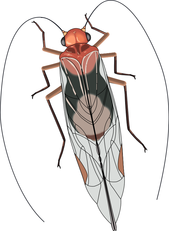 free vector Insect 26