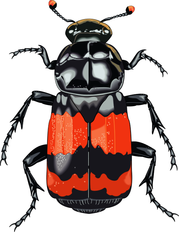 Insect (100277) Free SVG Download / 4 Vector