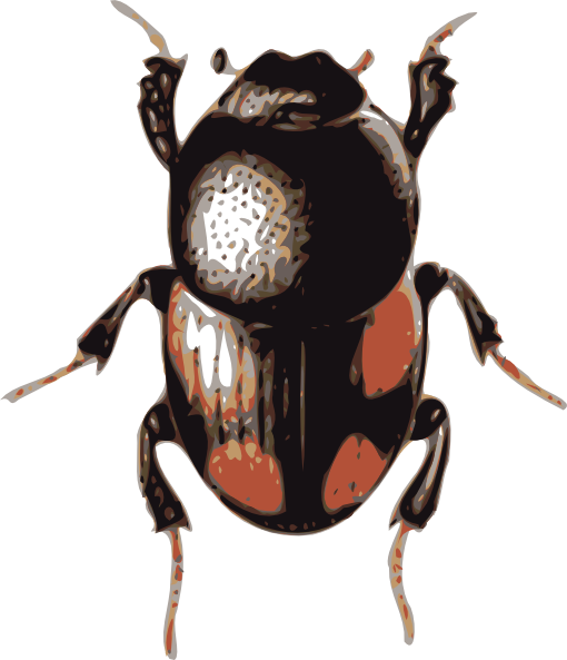 free vector Insect Beetle clip art