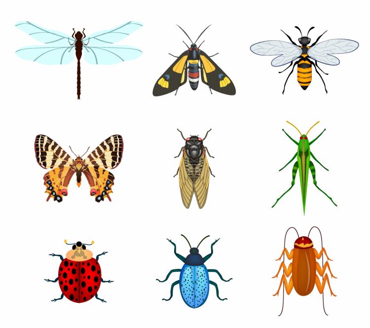 free vector Insects