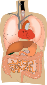 free vector Internal Organs Medical Diagram clip art