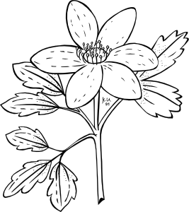 free vector Ku Anemone Piperi Outline clip art