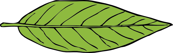 free vector Lanceolate Leaf clip art