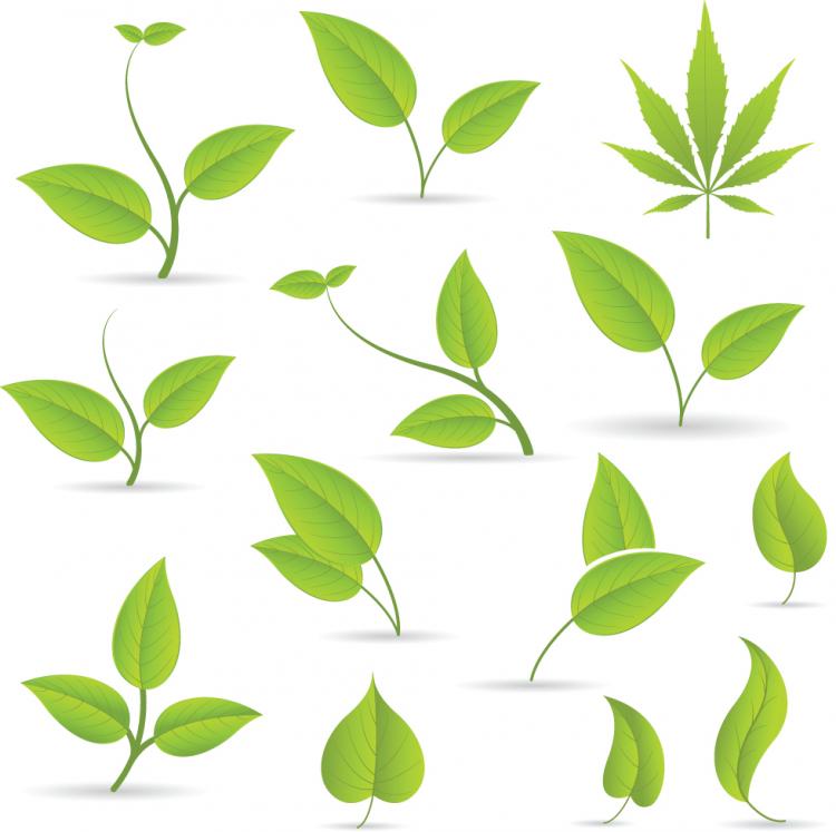 leaf clip art free vector download - photo #12