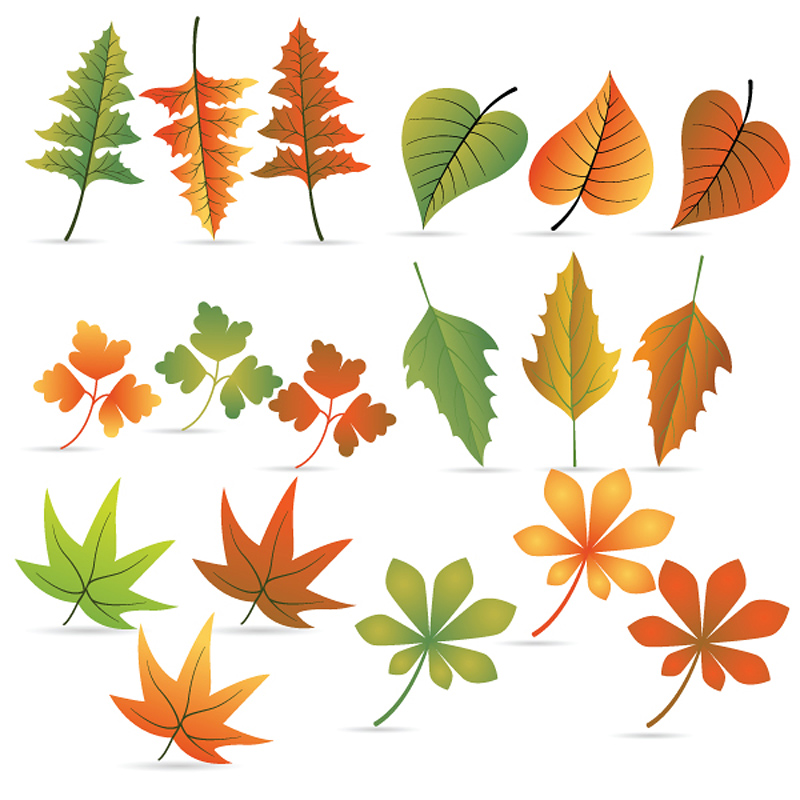 free vector Leaf 04 vector