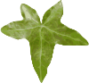 free vector Leaf clip art