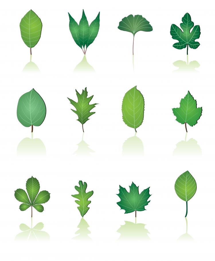 free vector Leaves theme vector