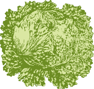 free vector Lettuce clip art
