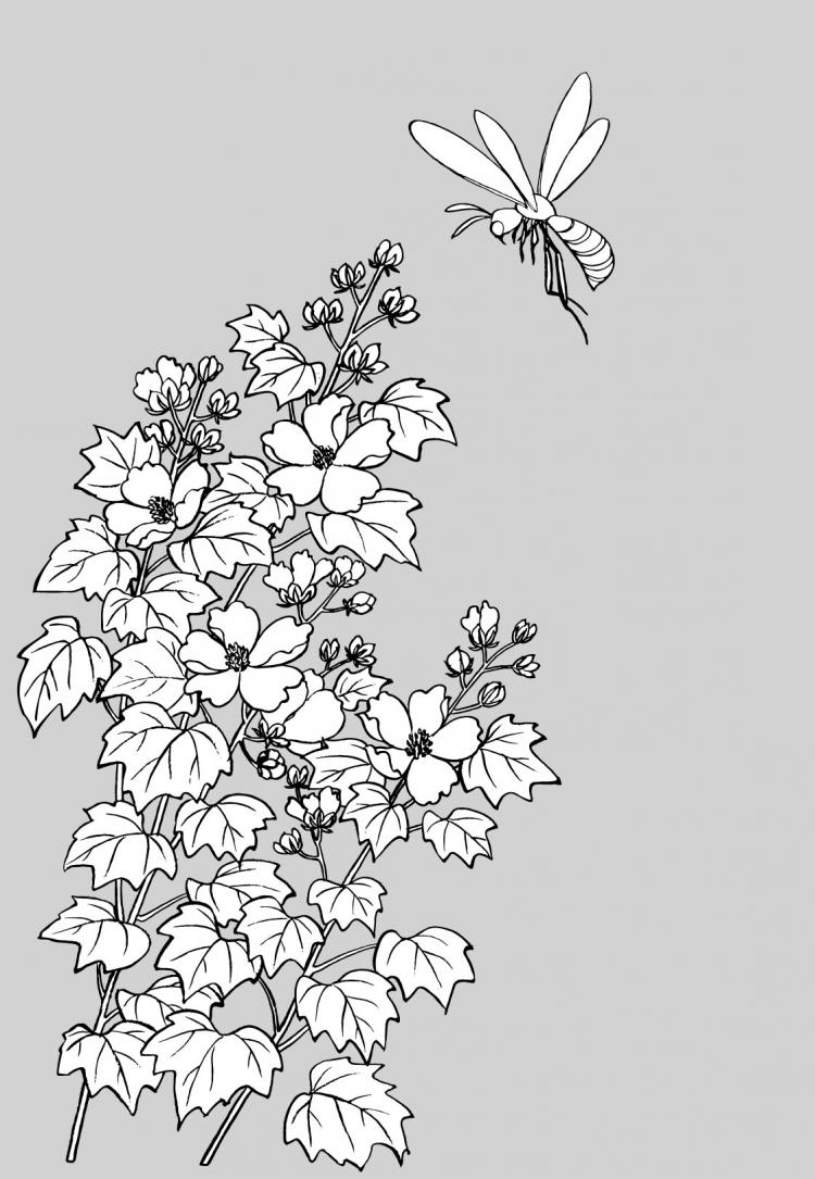 free vector Line drawing of flowers -15