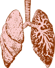 free vector Lungs clip art